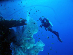 Looking over a HUGE sea fan in pristine condition! by John Taylor 